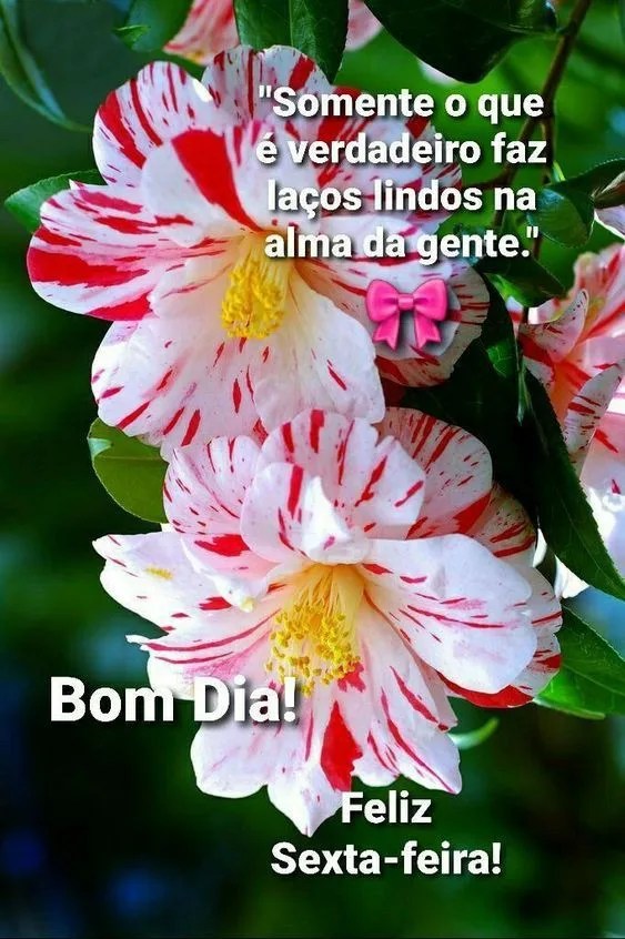 Laços lindos na alma da gente