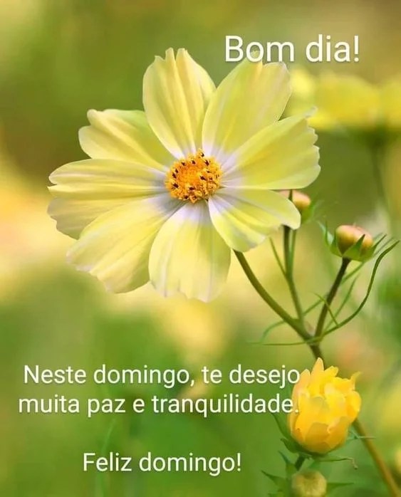 Nesse domingo desejo paz