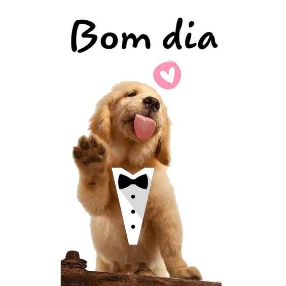 cachorro dando uma grande lambida