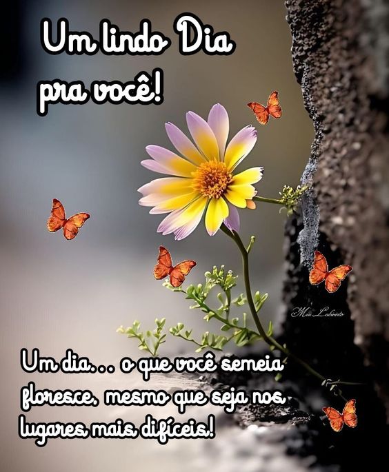 Um lindo dia pra você