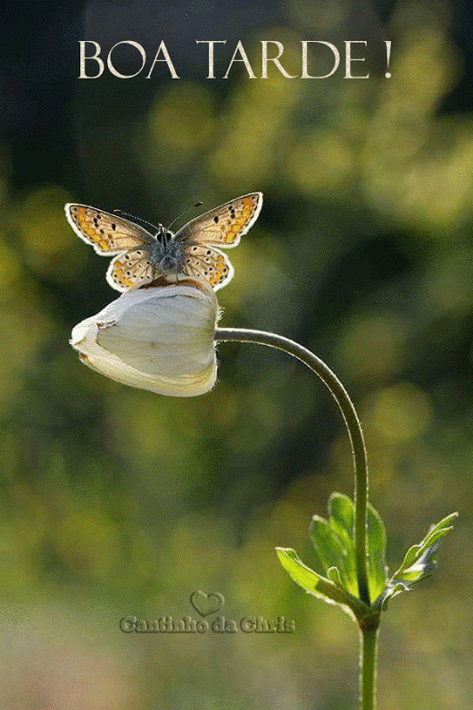 Encontre o GIF Perfeito para Sua Mensagem de Boa Tarde!